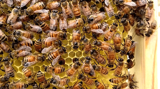 Honey-making bees
